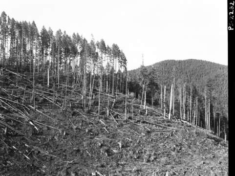 Image of Douglas-fir Beetle