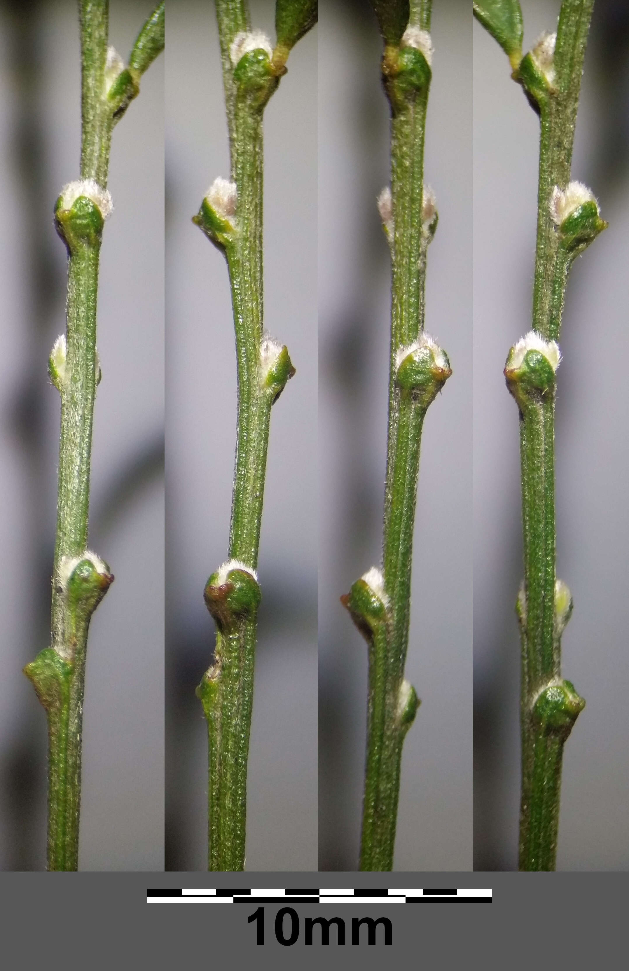 Imagem de Genista pilosa L.