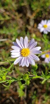 Image of Symphyotrichum kentuckiense