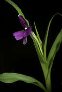Image of Roscoea schneideriana (Loes.) Cowley