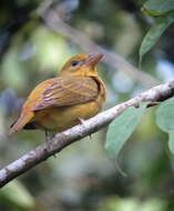 Image of Summer Tanager