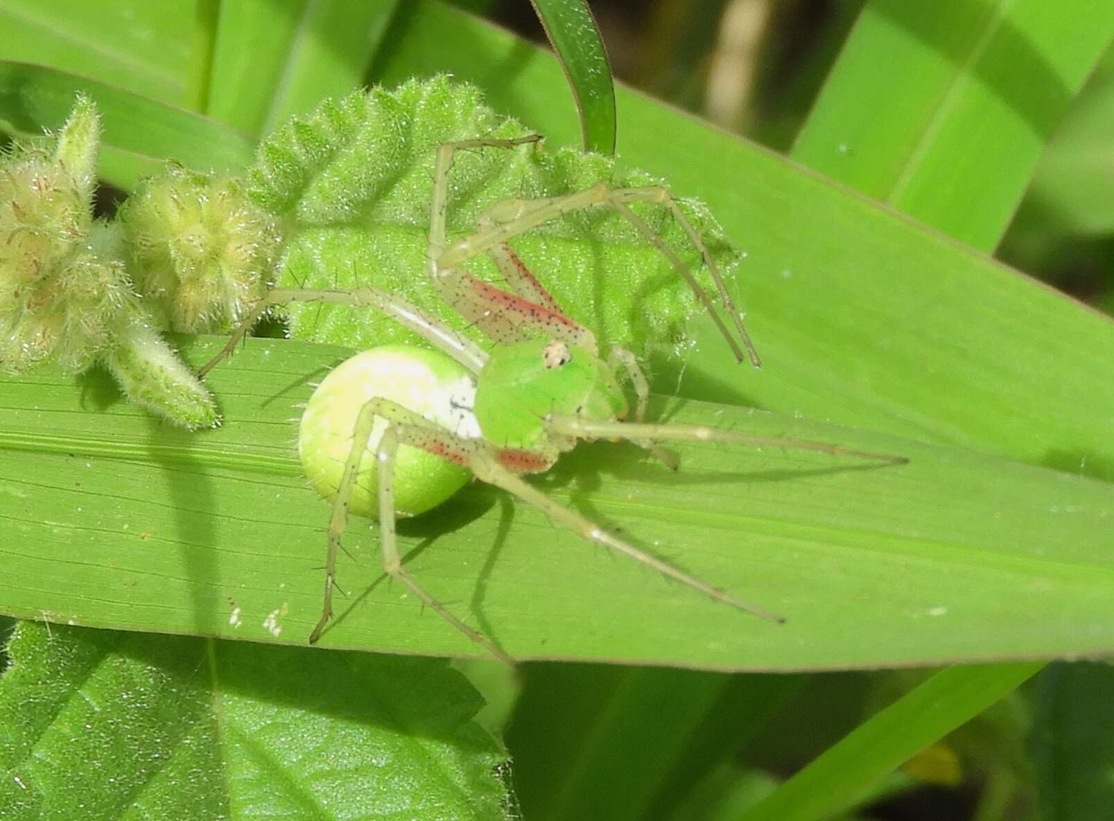 Image of Green Lynx