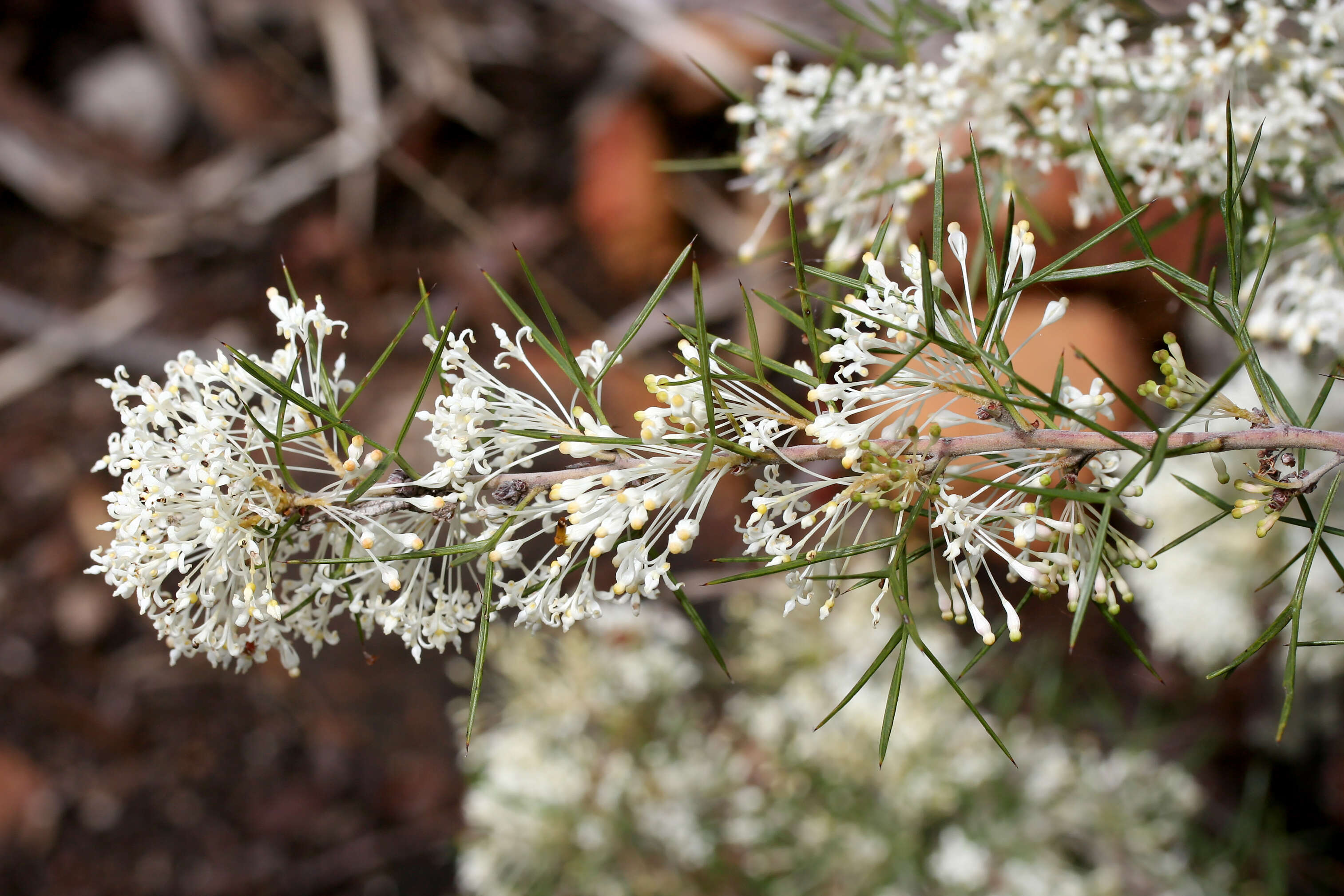 Imagem de Grevillea biternata Meissn.