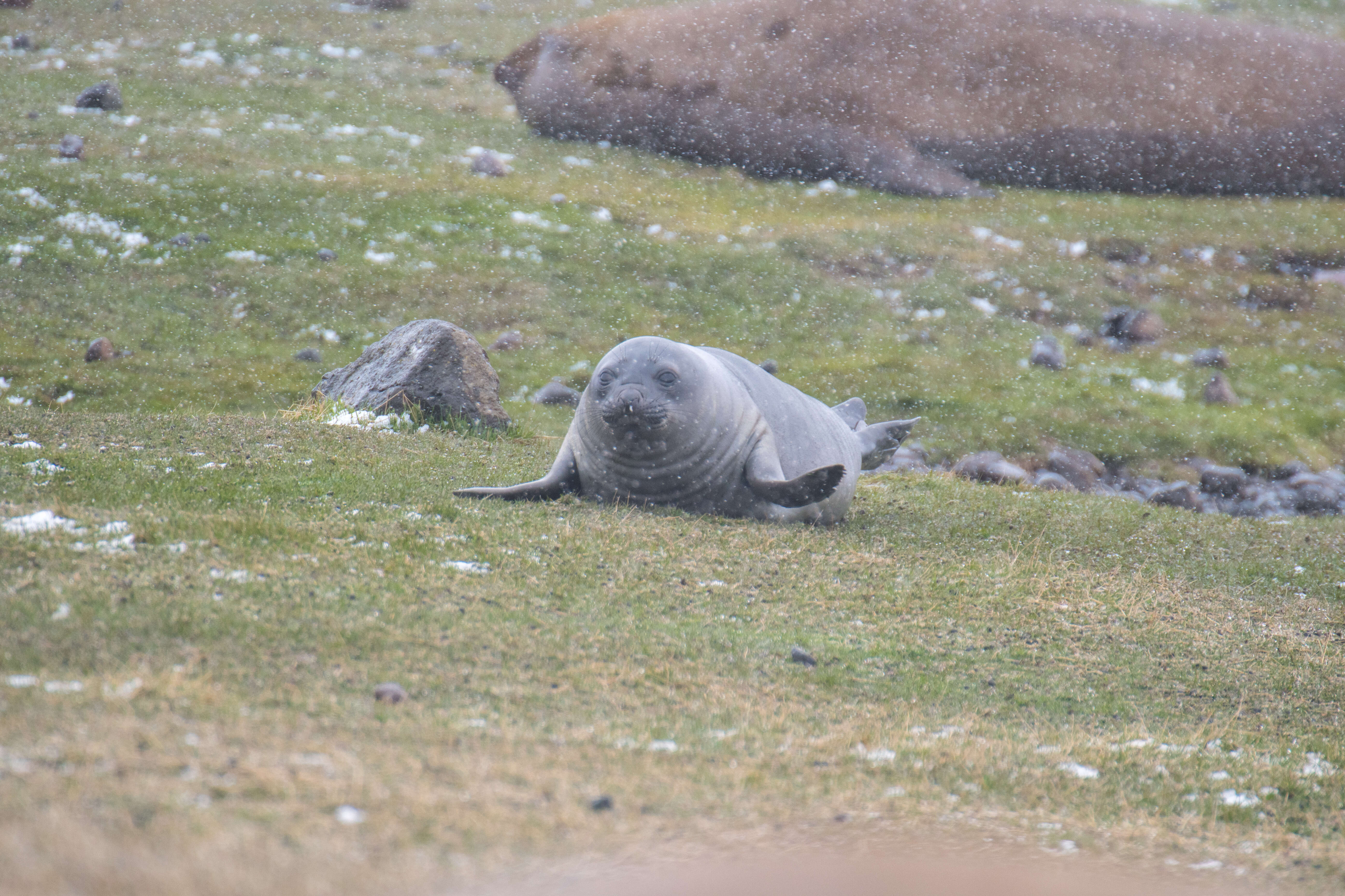 Image of South Atlantic Elephant-seal