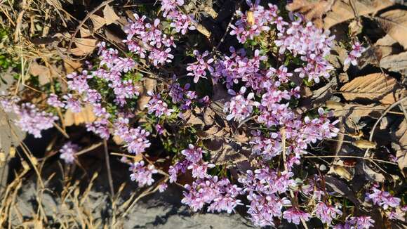 Imagem de Noccaea rotundifolia (L.) Moench