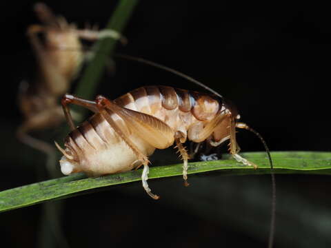 Image of Hemiandrus pallitarsis (Walker & F. 1871)