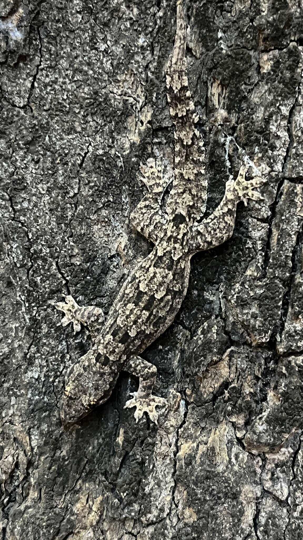 Image of Flat-tailed House Gecko