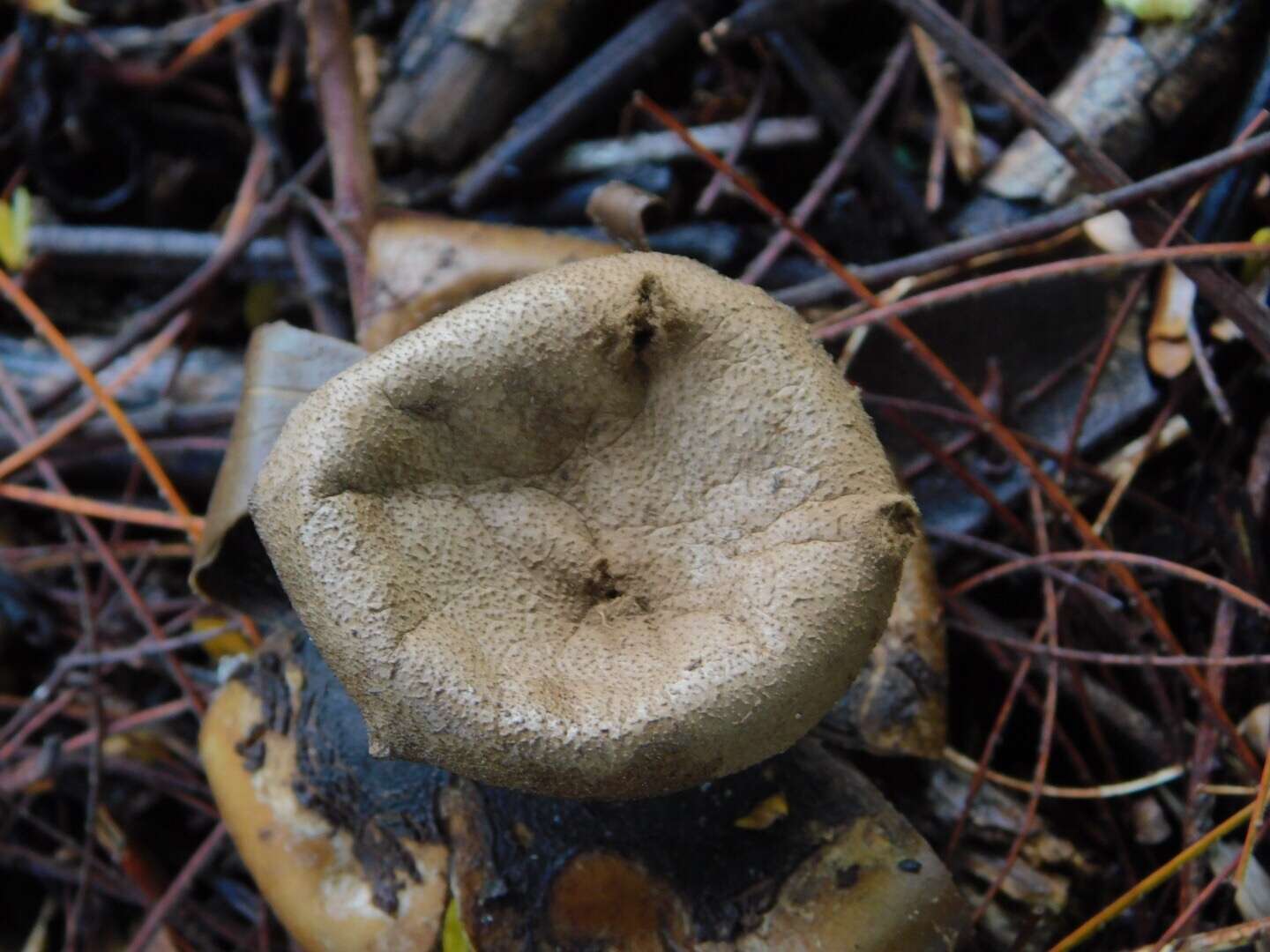 Image de Myriostoma coliforme (Dicks.) Corda 1842