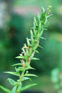 Imagem de Oenothera biennis L.