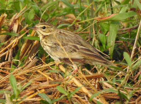 Image of Tree Pipit