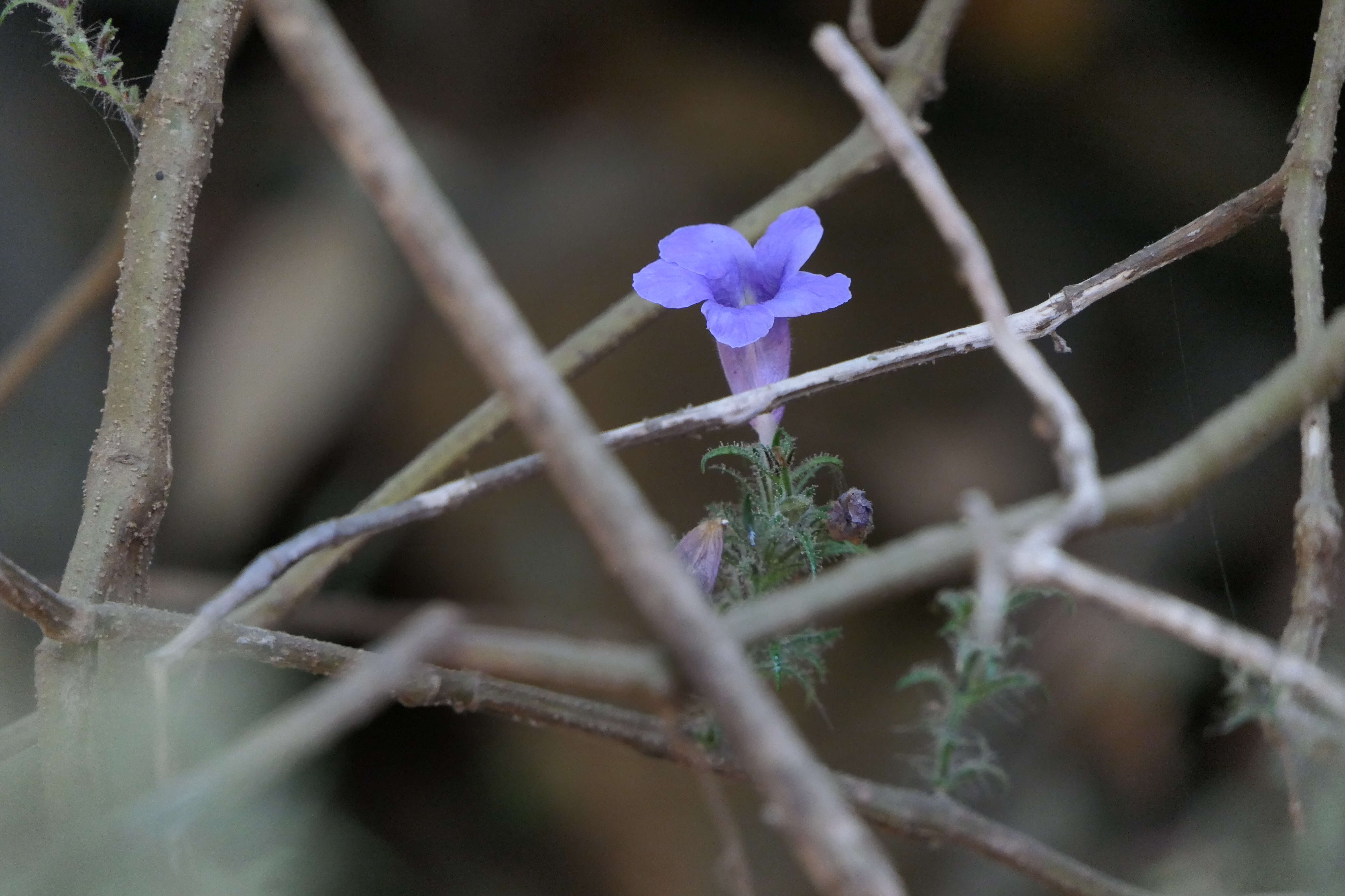 Strobilanthes integrifolius (Dalz.) Kuntze resmi