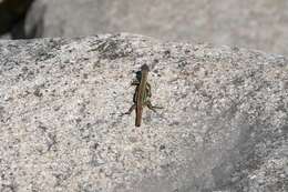 Image of China Grass Lizard