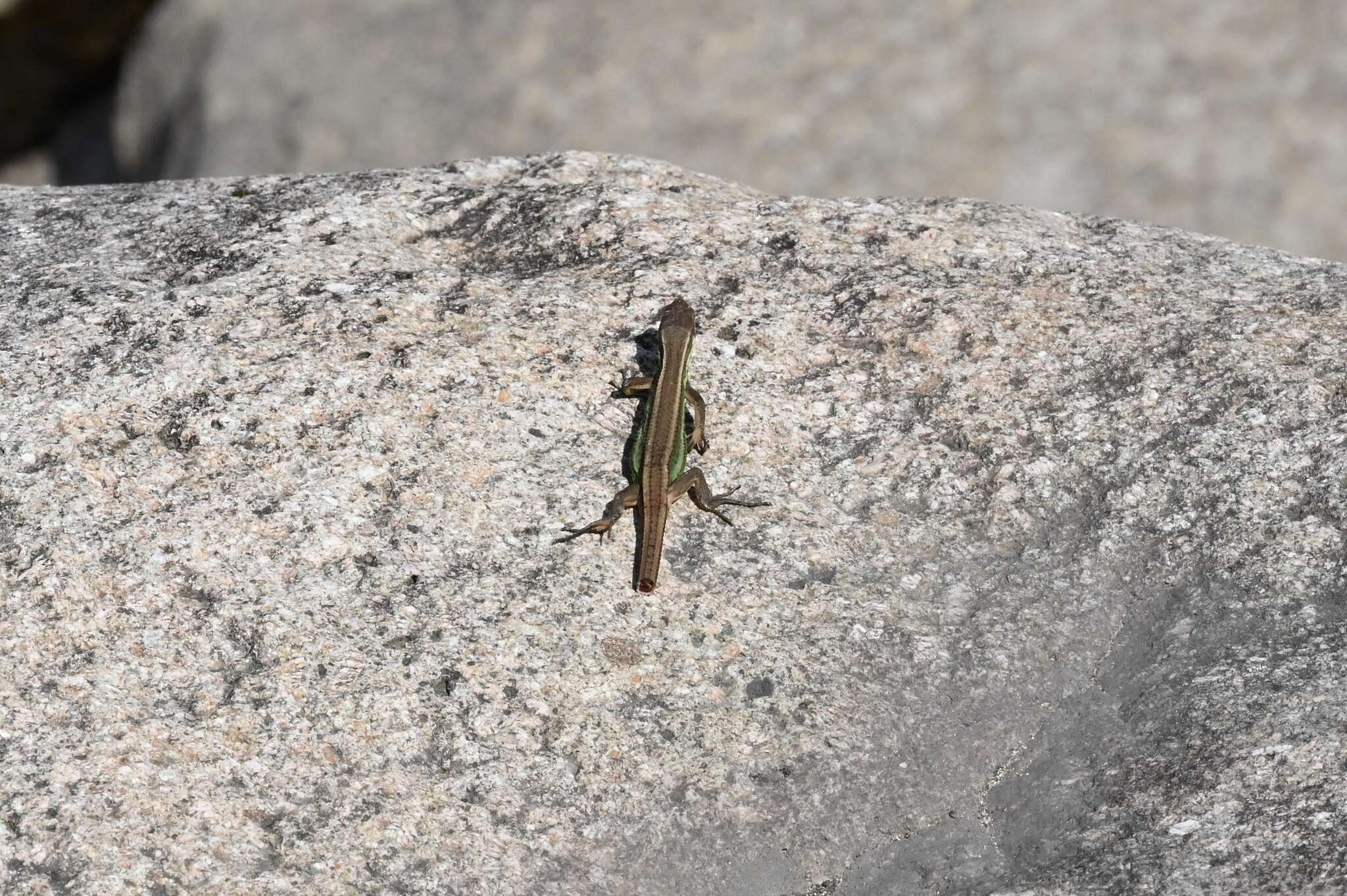 Image of China Grass Lizard