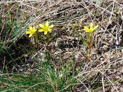 Image of star of Bethlehem