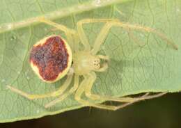 Image of Araneus alboventris (Emerton 1884)