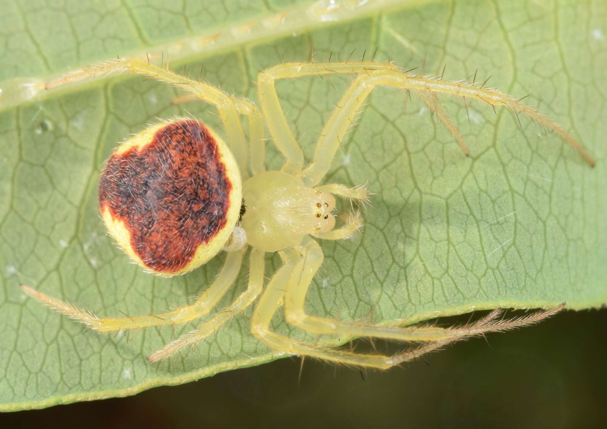 Image of Araneus alboventris (Emerton 1884)