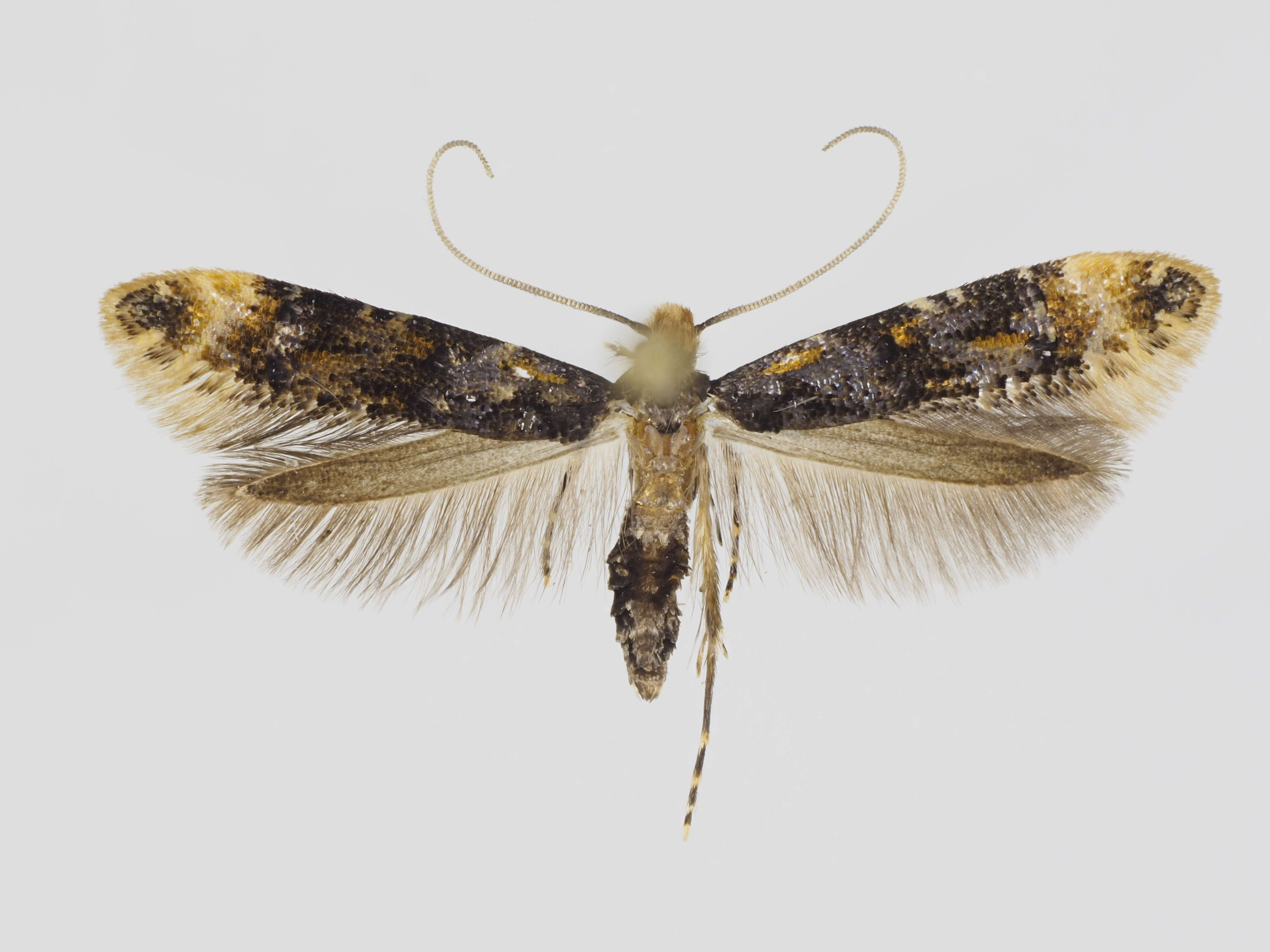 Image de Stenoptinea cyaneimarmorella (Millière 1854)