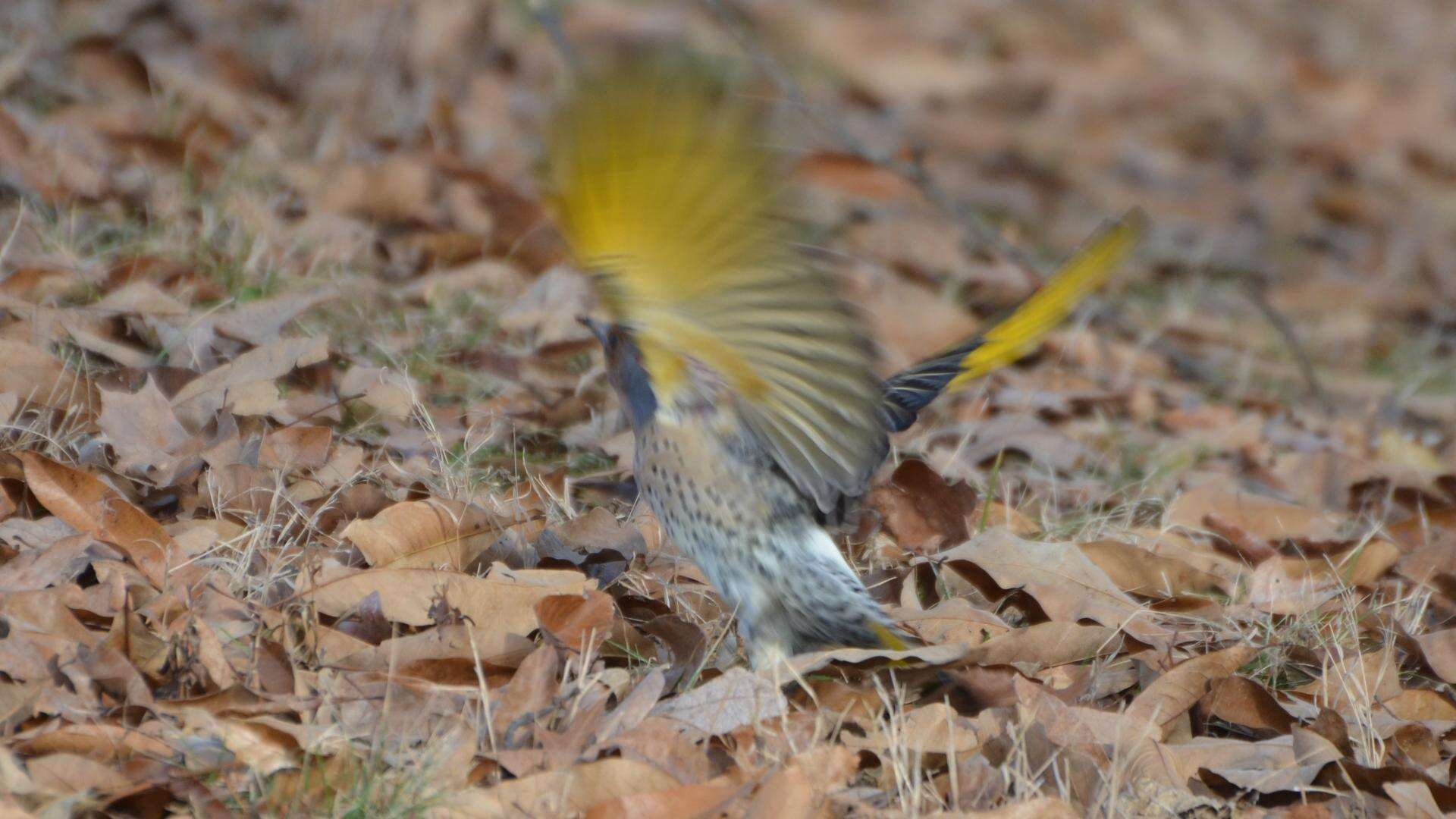 Image of Northern Flicker