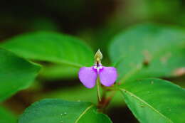 Image of Impatiens minor (DC.) S. S. R. Bennet