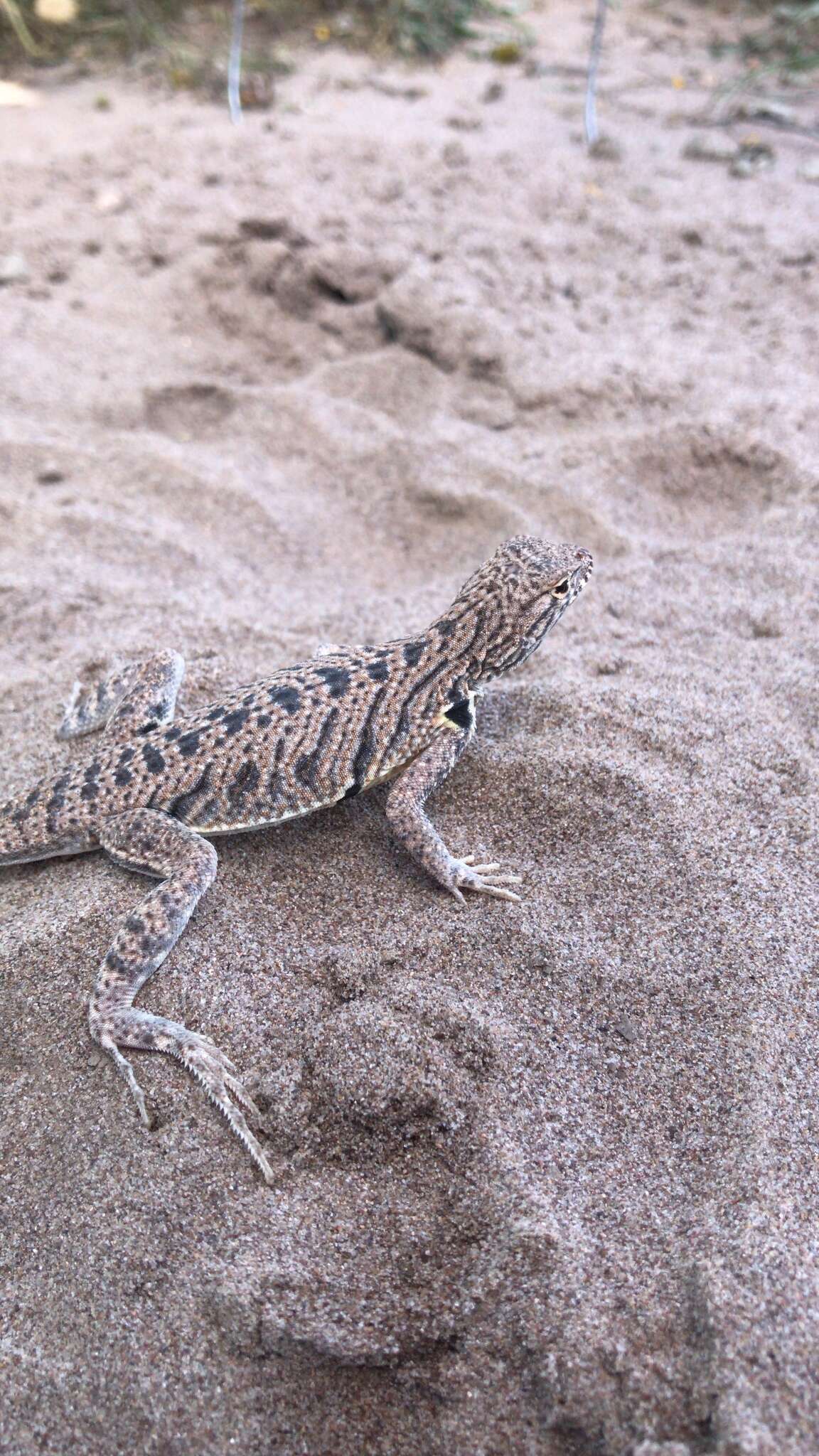 Image of Fringe-toed Sand Lizard