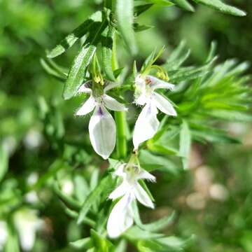 Image of small coastal germander