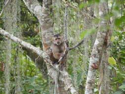 Image of Ecuadorian capuchin