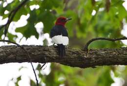 Image of Red-headed Woodpecker