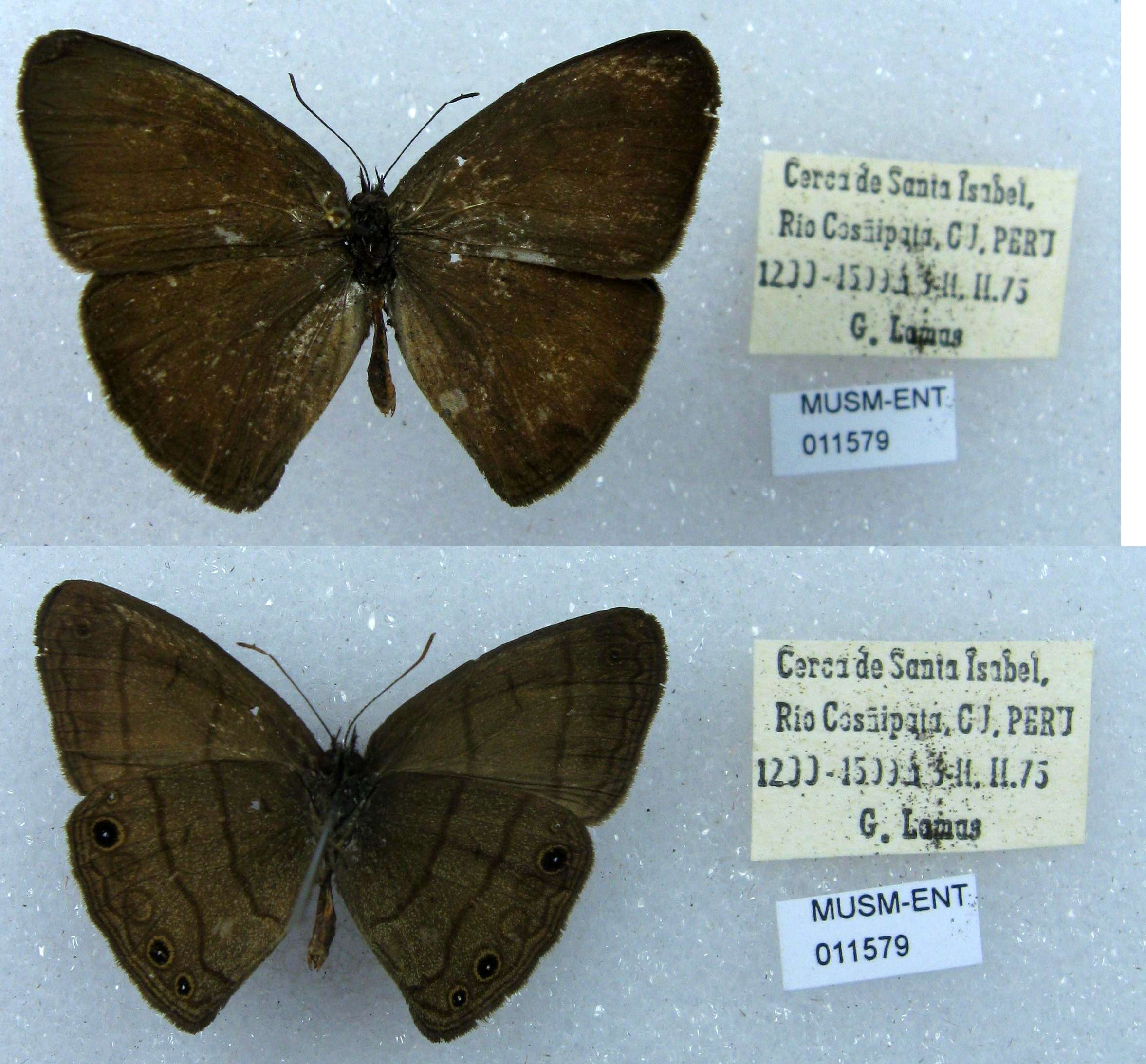 Image of Euptychia gisella Hayward 1957