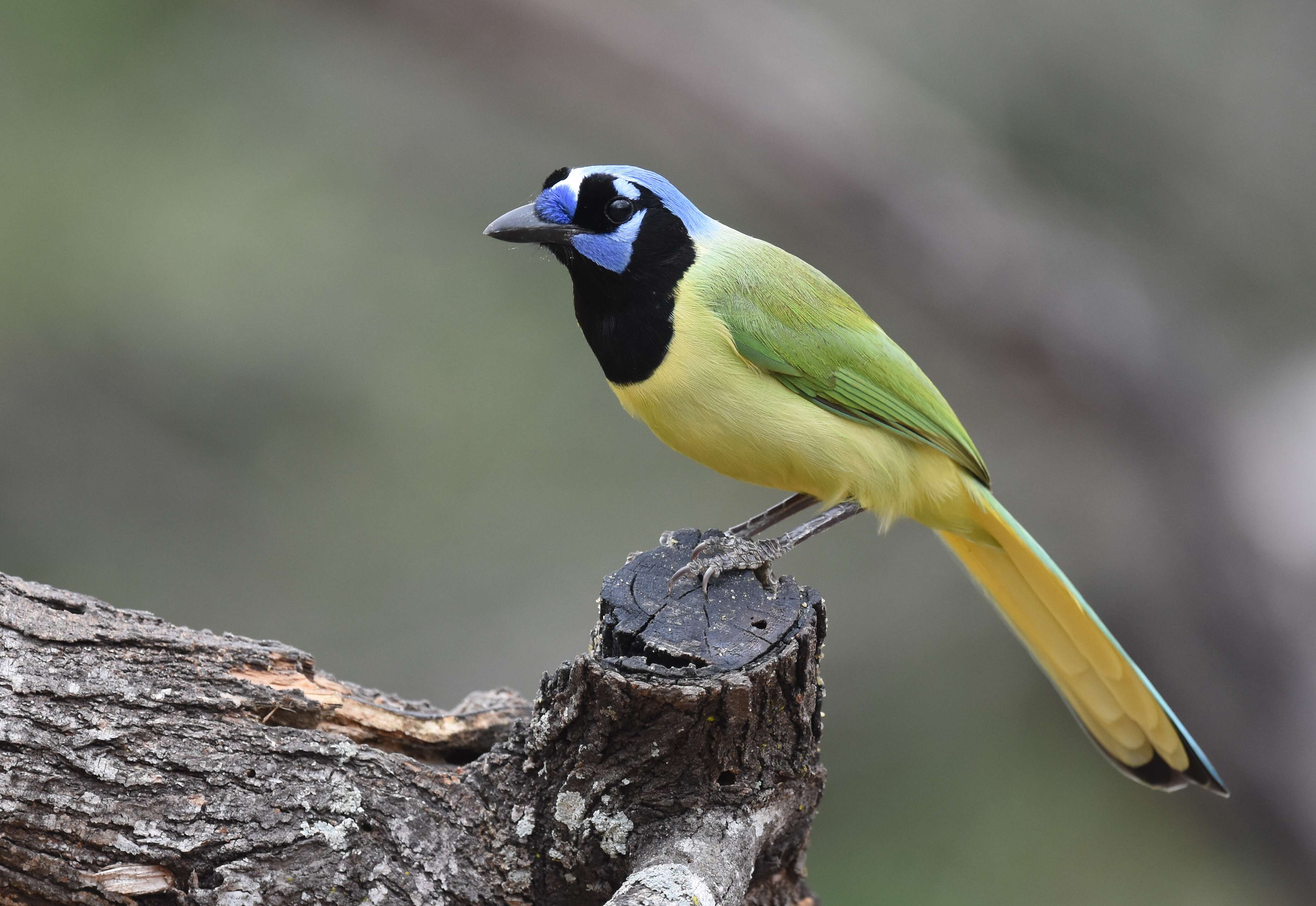 Image of Green Jay