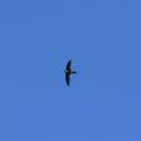 Image of Palau Swiftlet