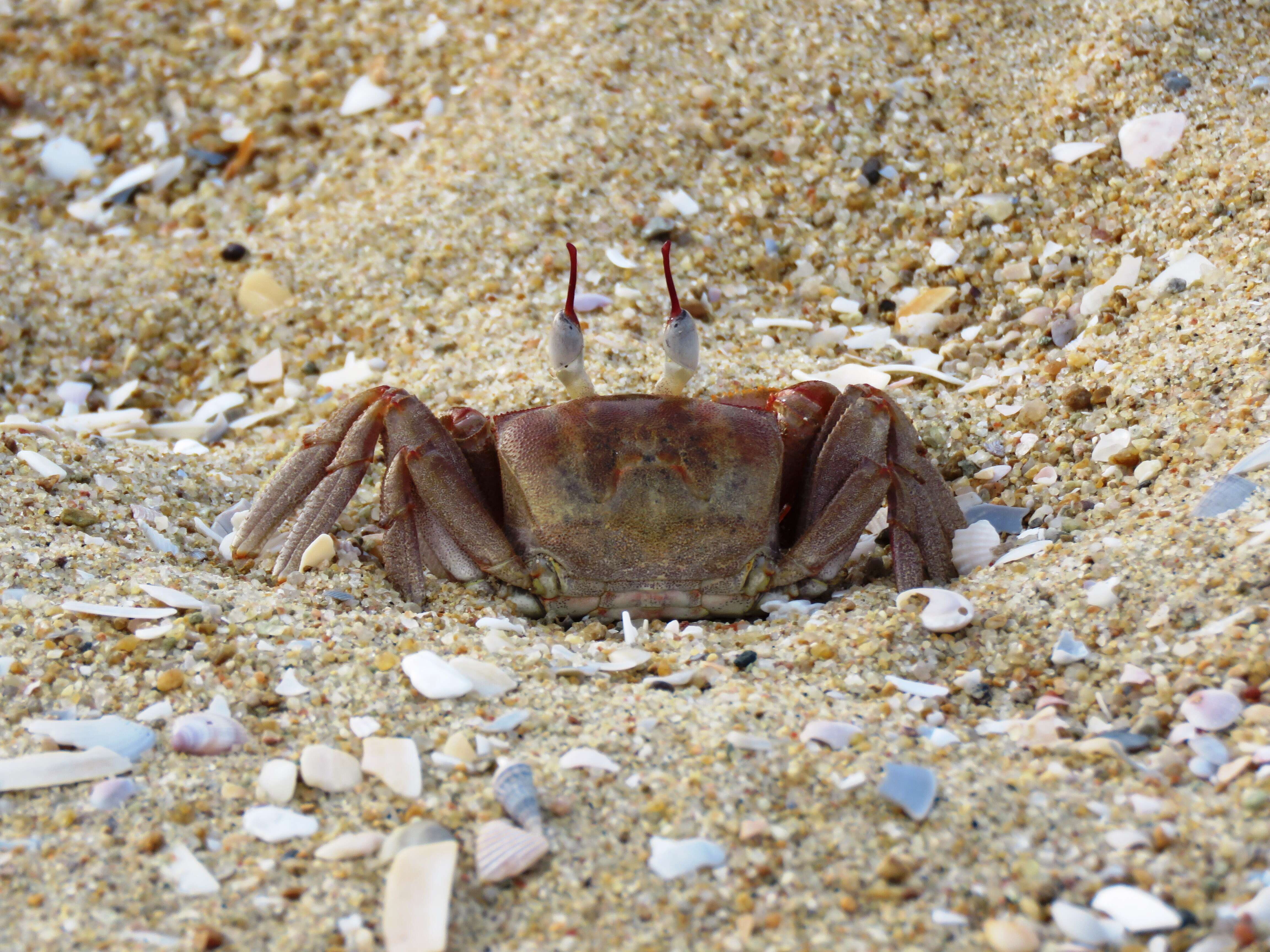 Image of red ghost crab