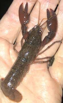 Image of Cherax depressus