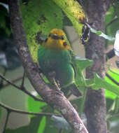 Imagem de Chlorochrysa nitidissima Sclater & PL 1874