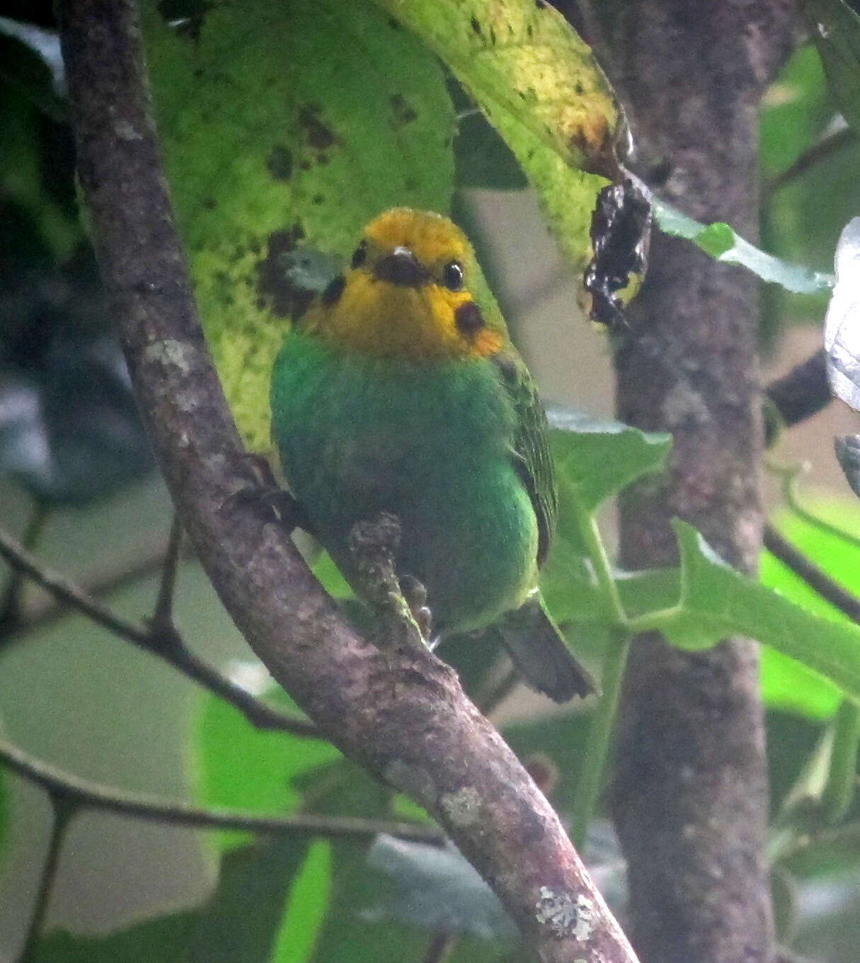 Imagem de Chlorochrysa nitidissima Sclater & PL 1874