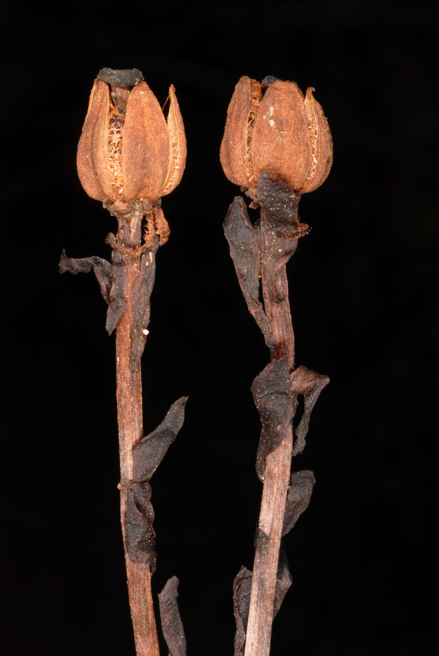 Image of Indian Pipe