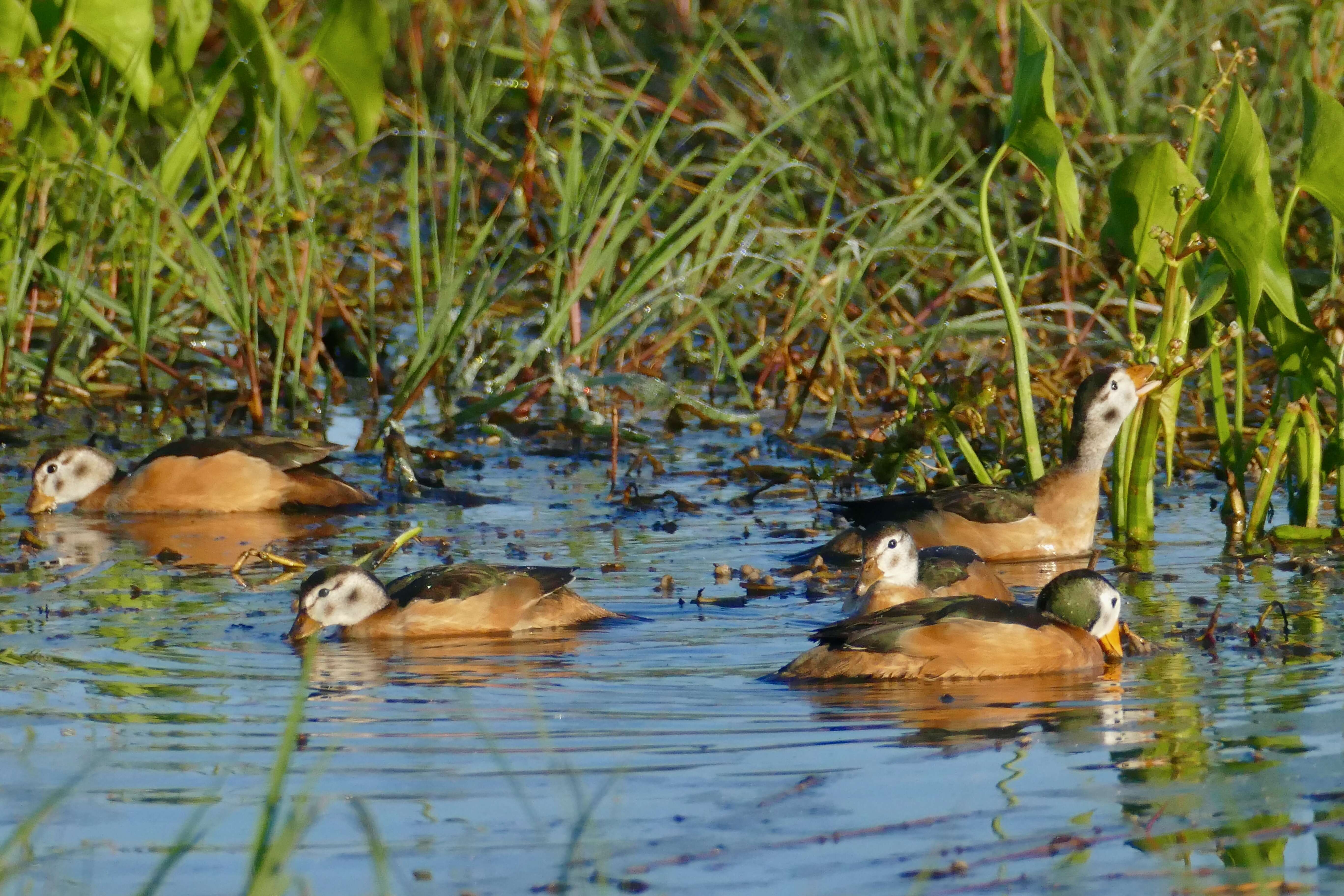 Image of African Pygmy Goose