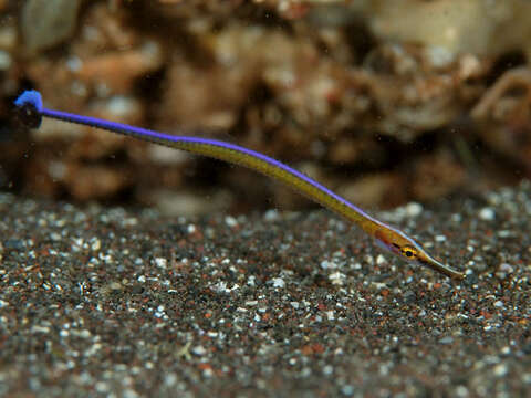 Image of Orange Pipefish