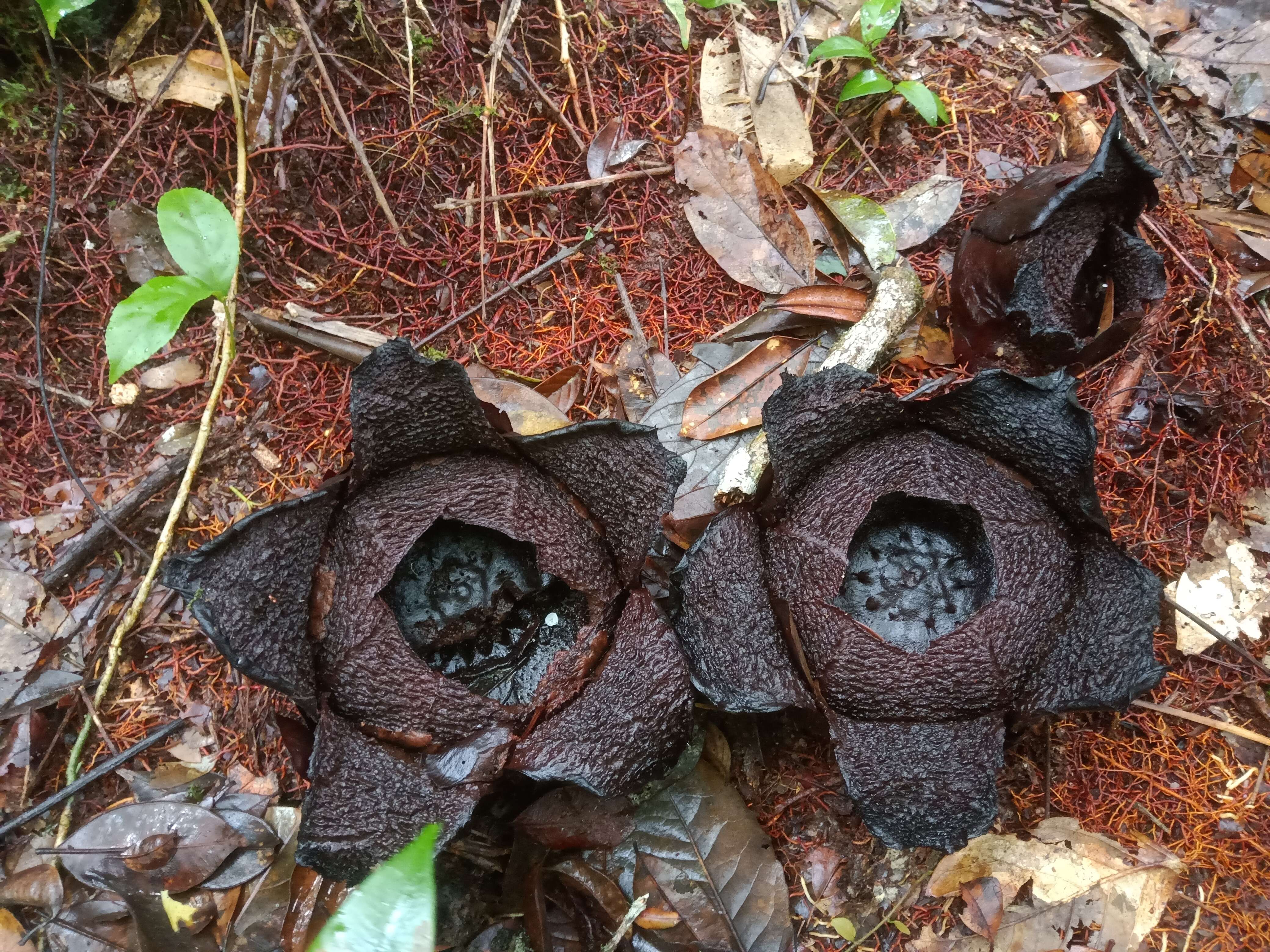 Image de Rafflesia arnoldii R. Br.