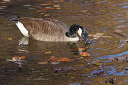 Image of Hawaiian goose