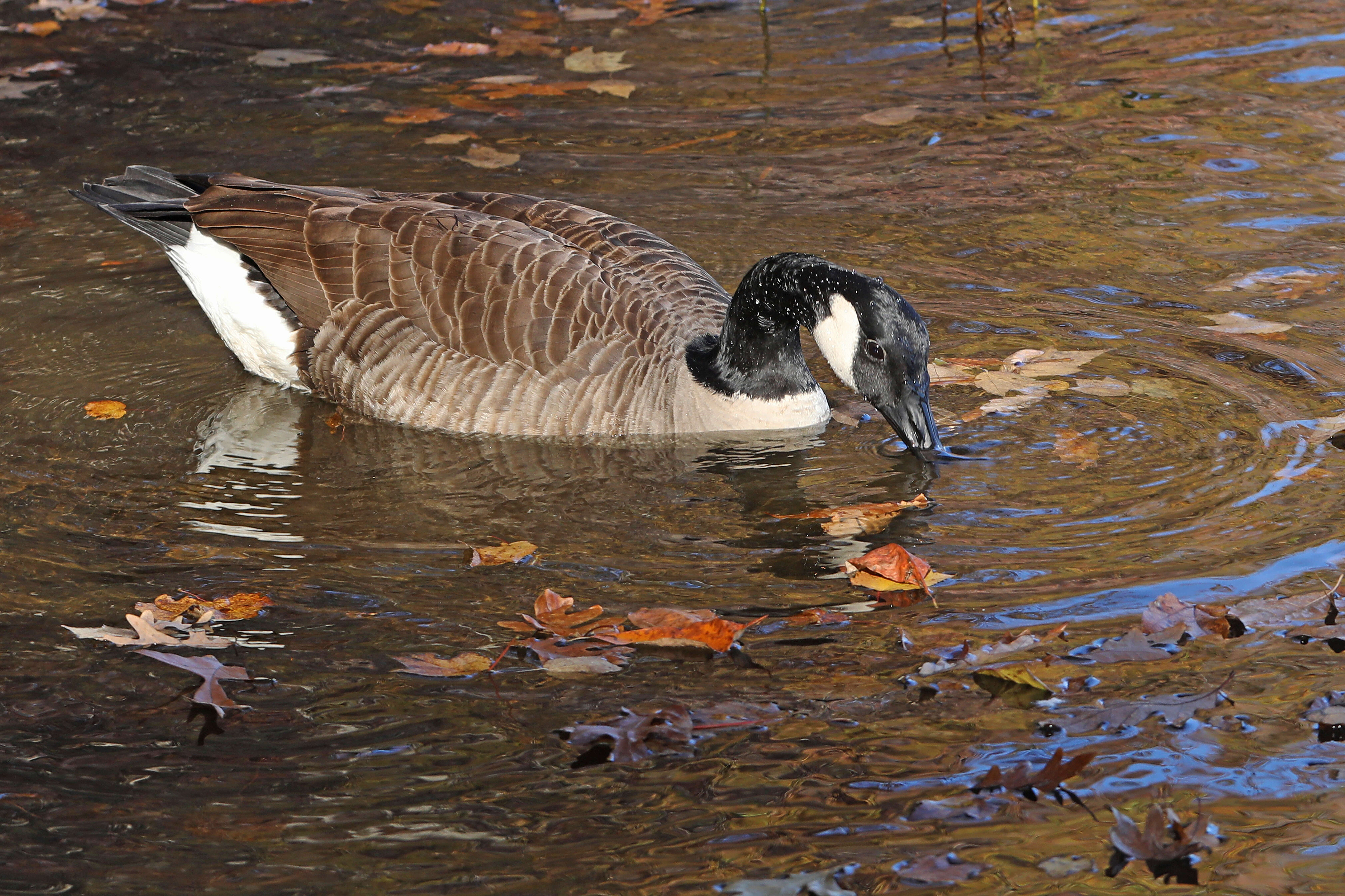 Image of Hawaiian goose