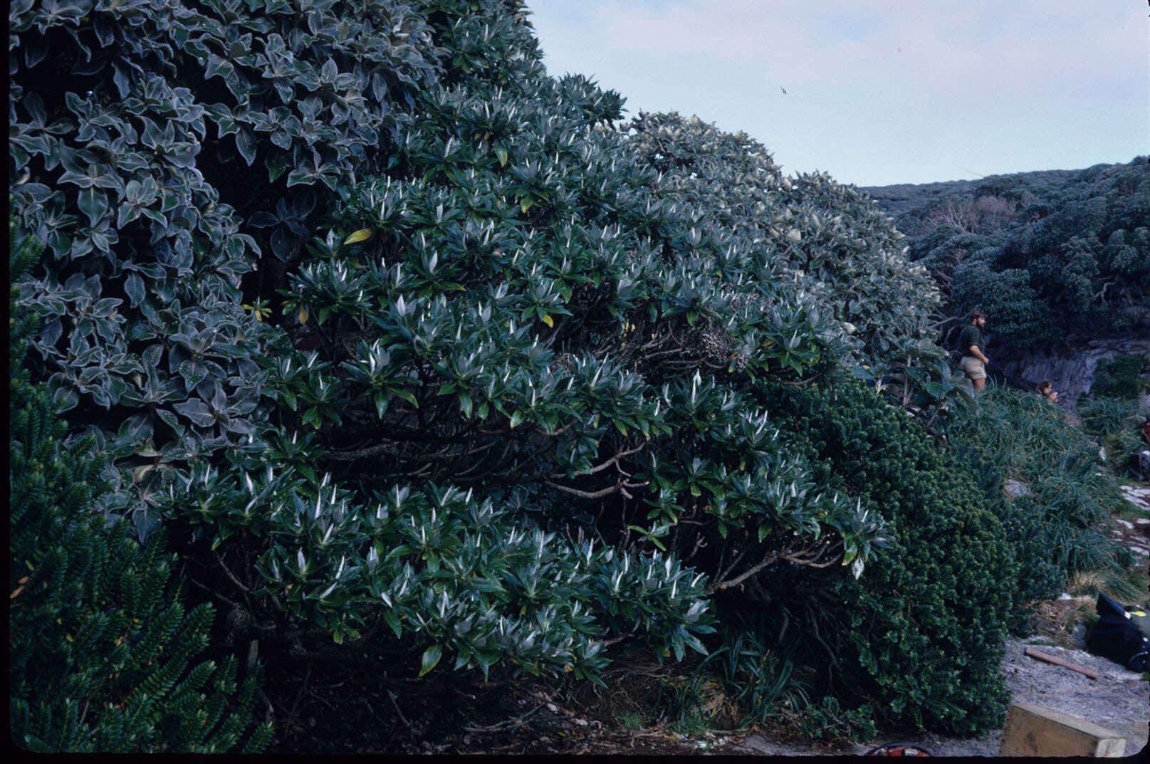 Image of Brachyglottis stewartiae (J. B. Armstr.) B. Nord.