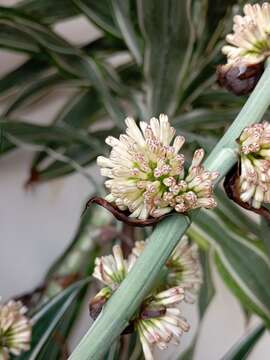 Image of fragrant dracaena