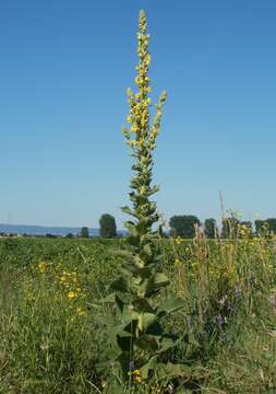 Image of Great Mullein