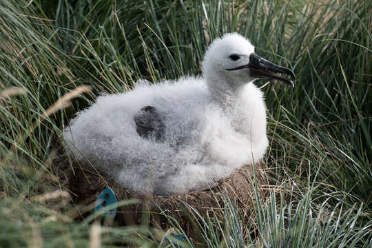 Image of Indian Yellow-nosed Albatross