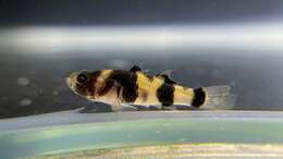 Image of Bumblebee Goby
