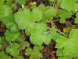 Image of Pelargonium tomentosum Jacq.