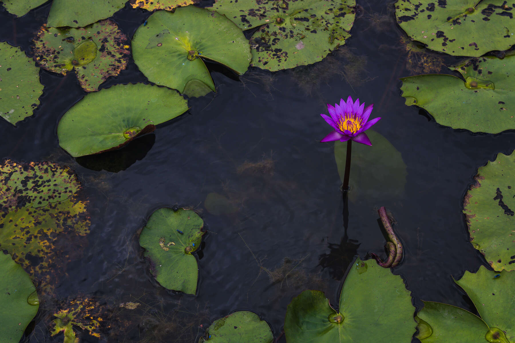 Image of waterlilies