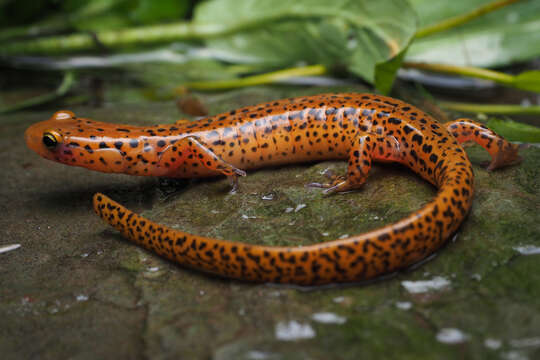 Image of Longtail Salamander