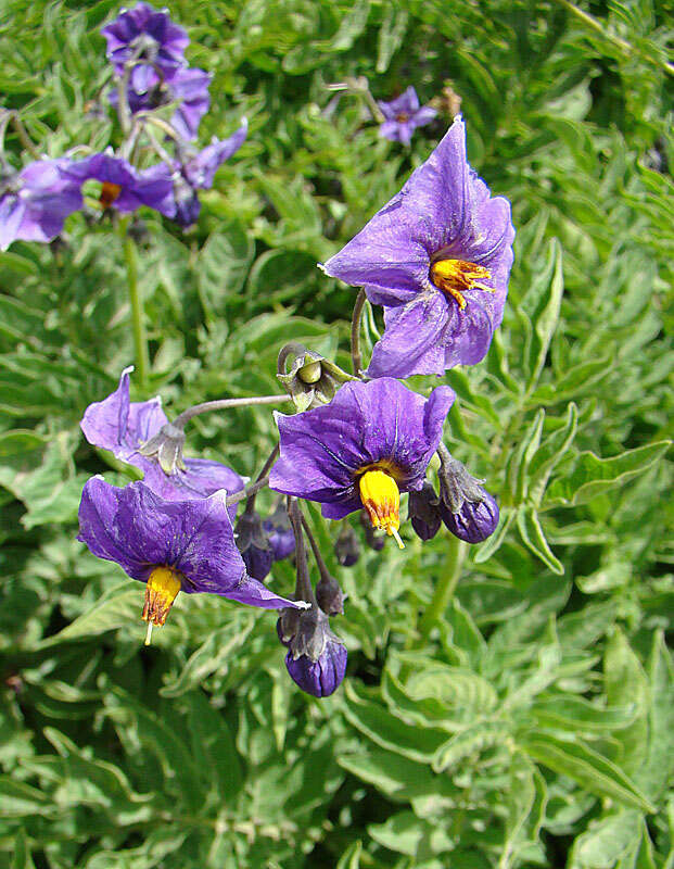 Image of Solanum etuberosum Lindl.