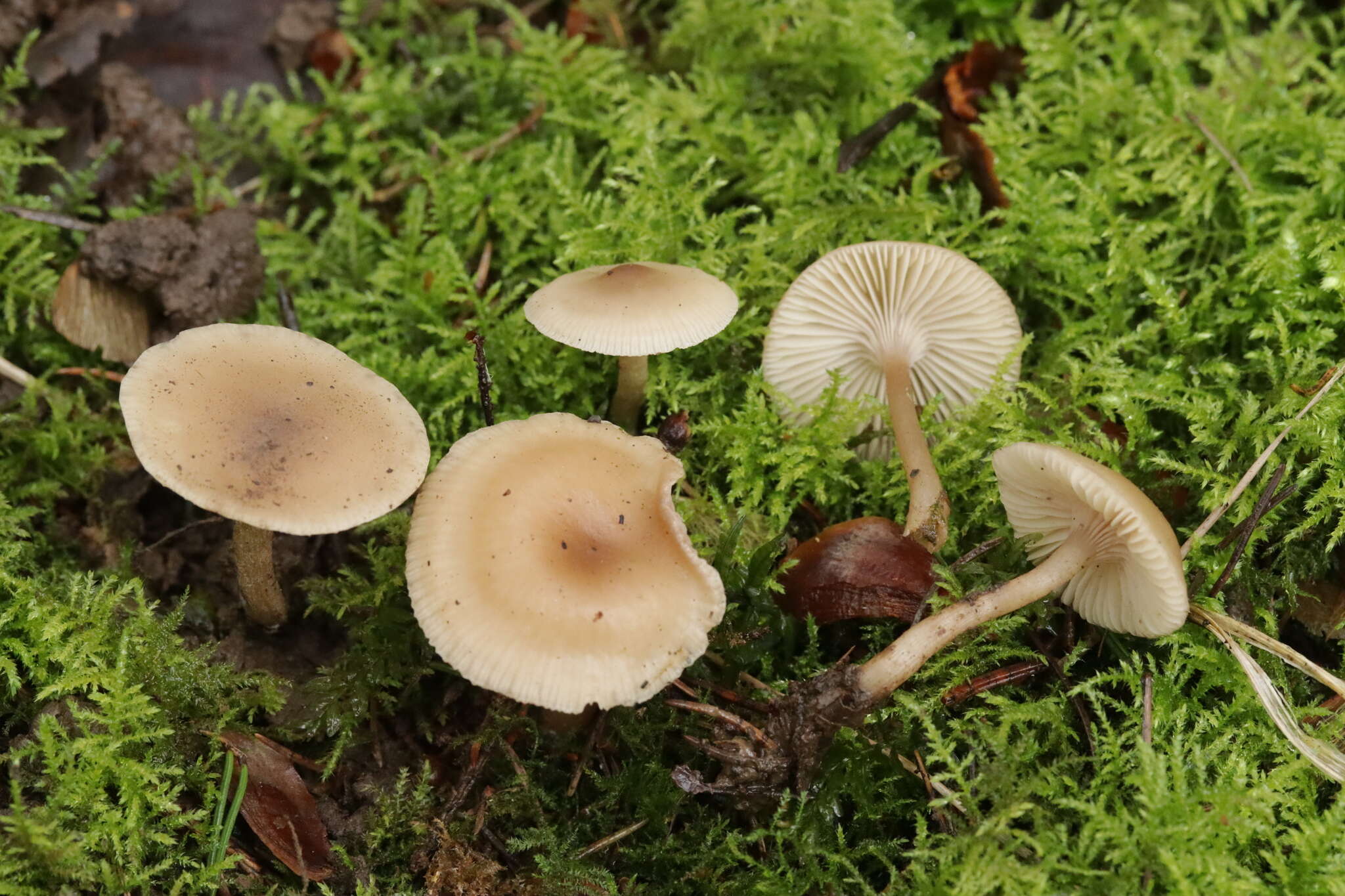 Image of Clitocybe fragrans (With.) P. Kumm. 1871